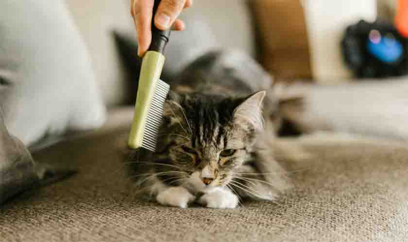 Higiene do gato: saiba tudo para deixá-lo sempre limpinho