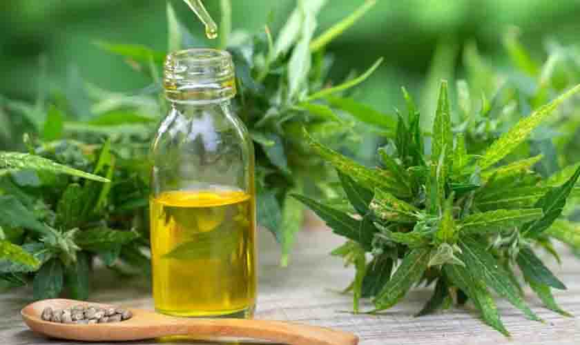 STJ decide que não é crime possuir item de cultivo de maconha para uso pessoal