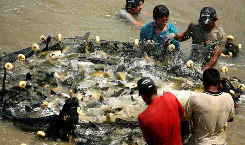 Em Rondônia não há casos notificados ou suspeitos de doença da urina preta