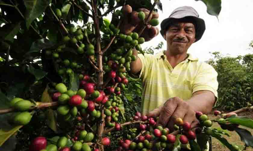Café arábica começa a quinta-feira (23) com alta no preço