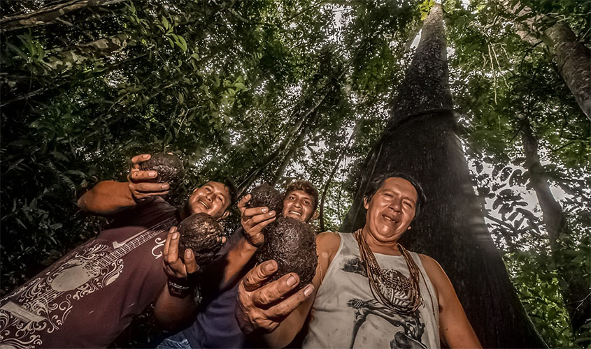 Indígenas de Rondônia esperam safra recorde de castanha