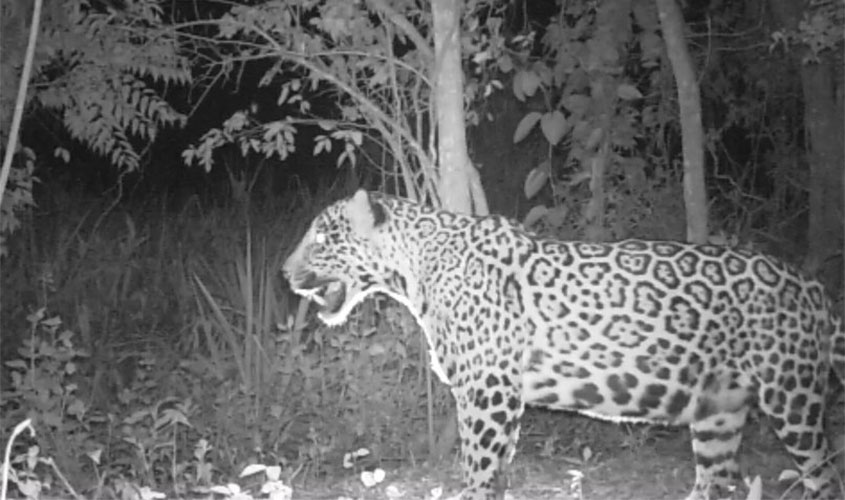Armadilha fotográfica flagra onça que pode estar prenha