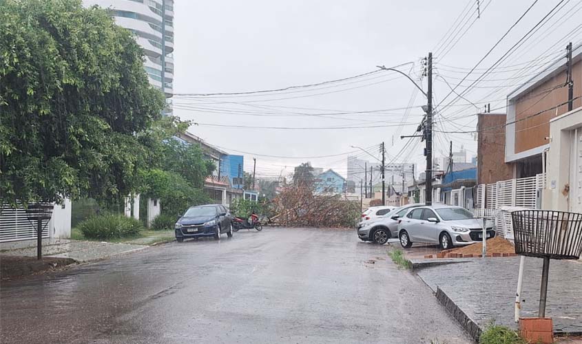 Chuvas aumentam risco de queda de árvores na capital