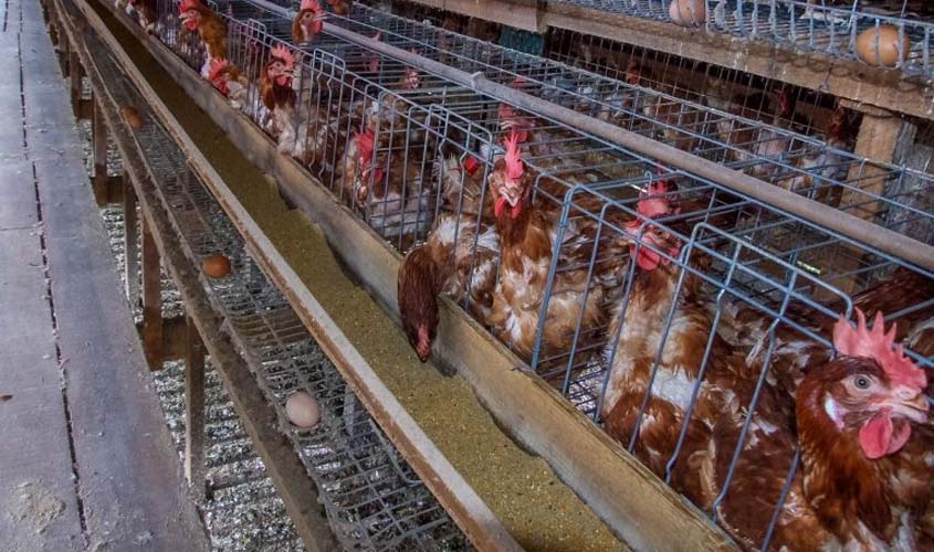 Biosseguridade reforça prevenção da doença de Newcastle
