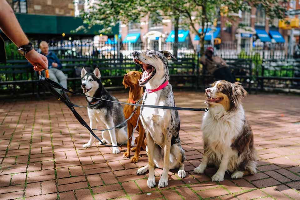Passear com cachorro dá dinheiro?