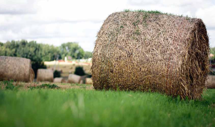 Como os dados grandes Podem ser úteis no negócio agrícola do Brasil