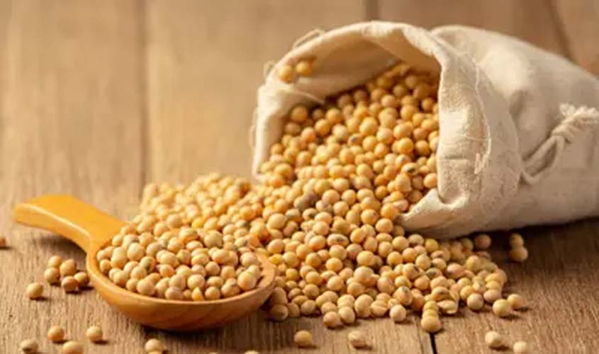 Soja e trigo hoje: confira as cotações para terça-feira (23)