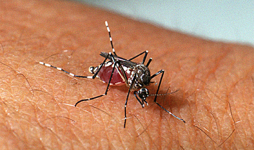 Aplicativo para smartphone é utilizado na vigilância do mosquito Aedes aegypti, em Rondônia