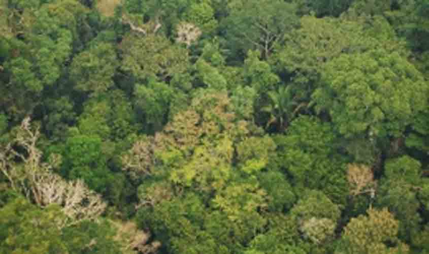 Participação social para a construção do edital de concessão da Flona do Jamari termina no próximo dia 26