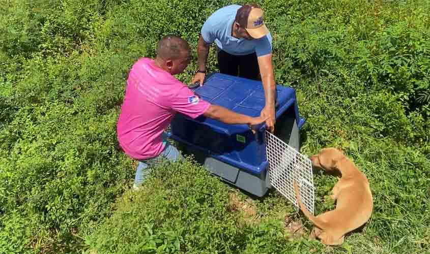 Equipe da deputada estadual Ieda Chaves resgata dois animais vítimas de maus-tratos no mesmo dia