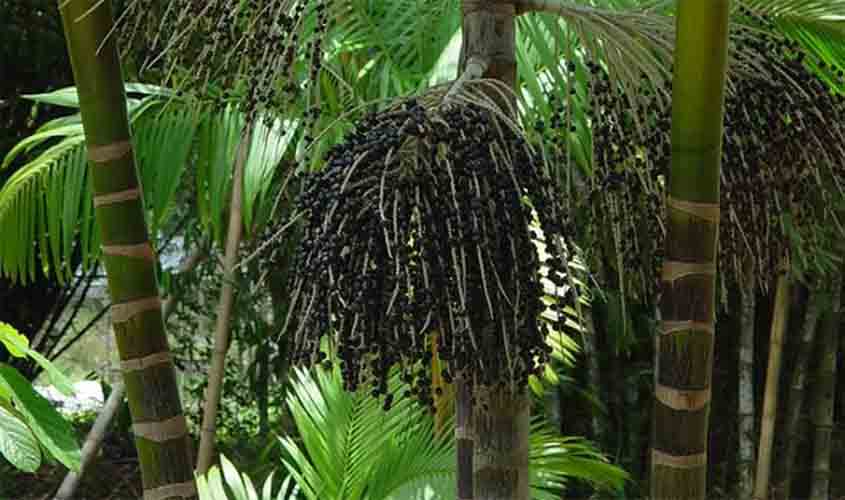 Startups se preparam para COP30 com inovações e sustentabilidade