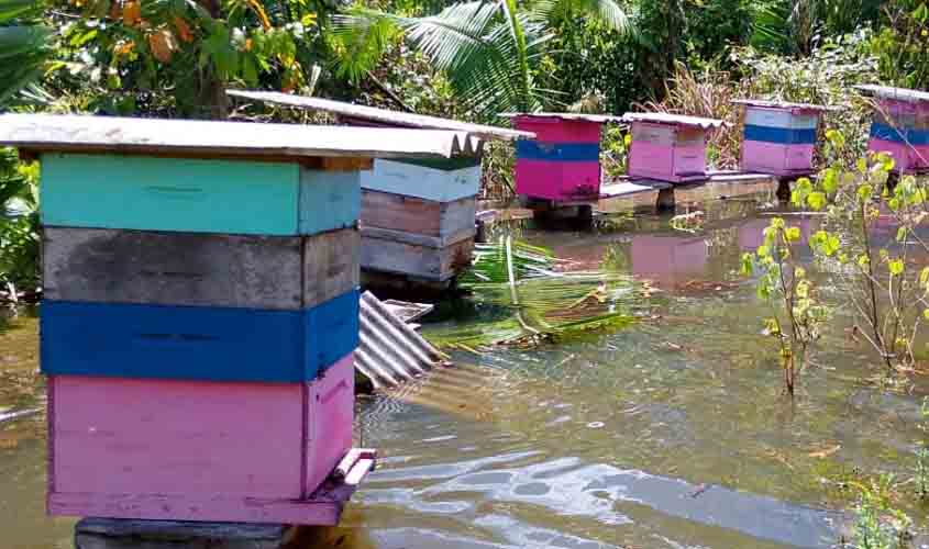 Doze colmeias de abelhas são resgatadas em área de risco de inundação em Porto Velho