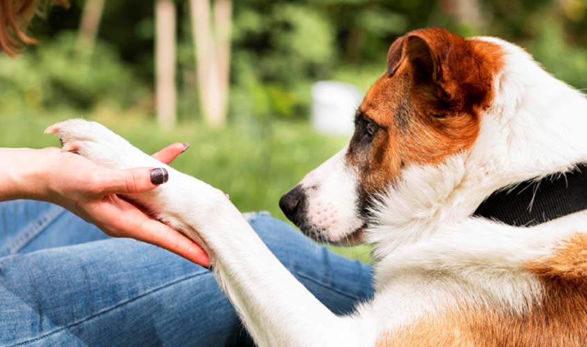 Vai adotar um animal de estimação? Conheça algumas regras e descubra se está pronto para essa importante decisão