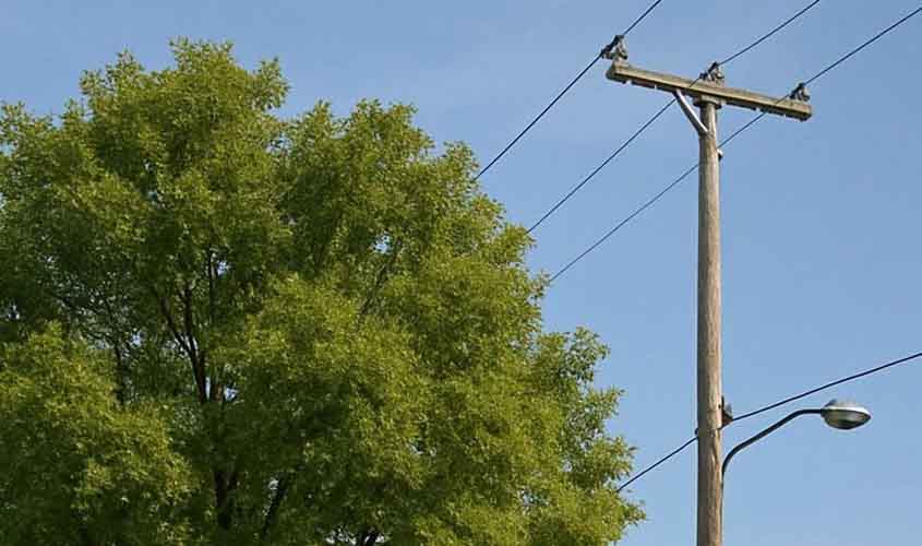 Energisa alerta sobre os riscos do plantio de árvores perto da rede elétrica