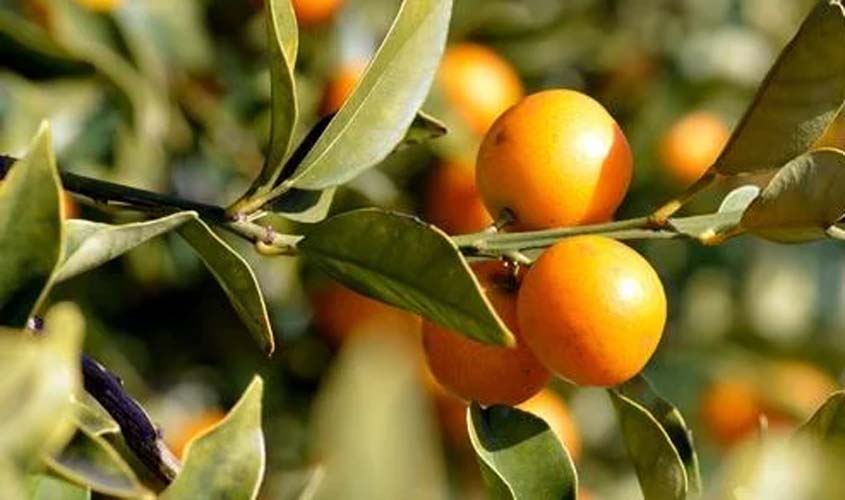 Colhedora de laranjas será indenizada por falta de banheiro no local de trabalho