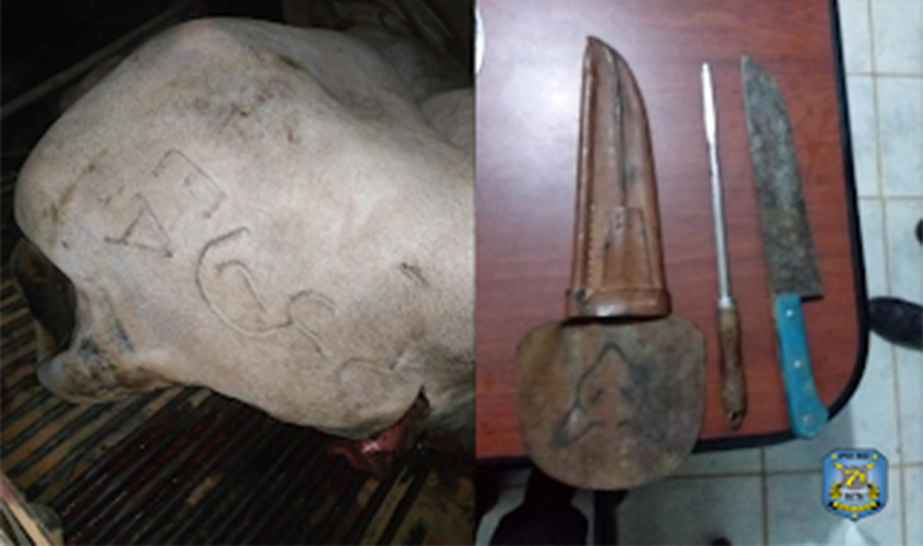 PMRO prende dupla por furtar vaca de propriedade rural