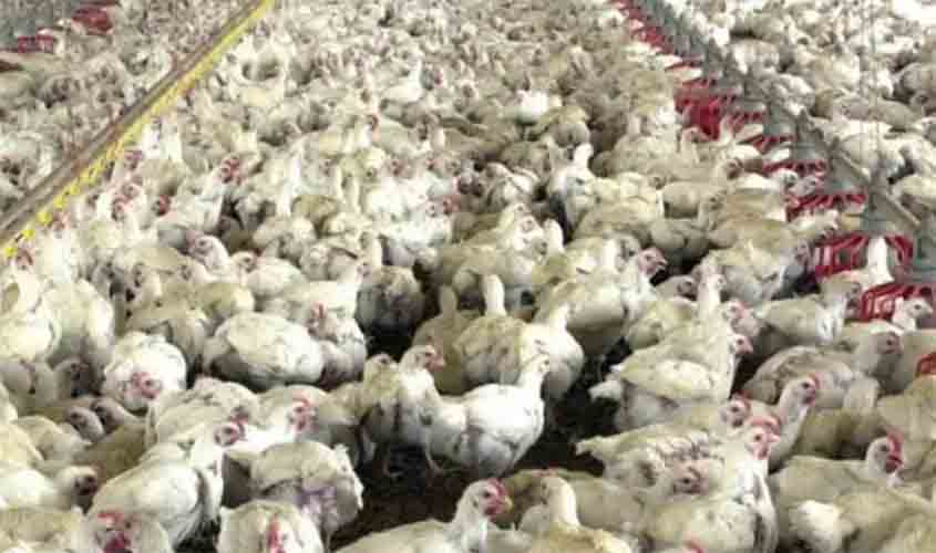 Frango congelado e o resfriado têm queda de preços