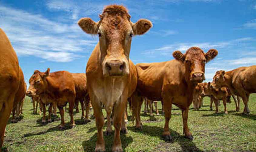Mercado de proteínas registra estabilidade no boi gordo e variações em frango e suíno