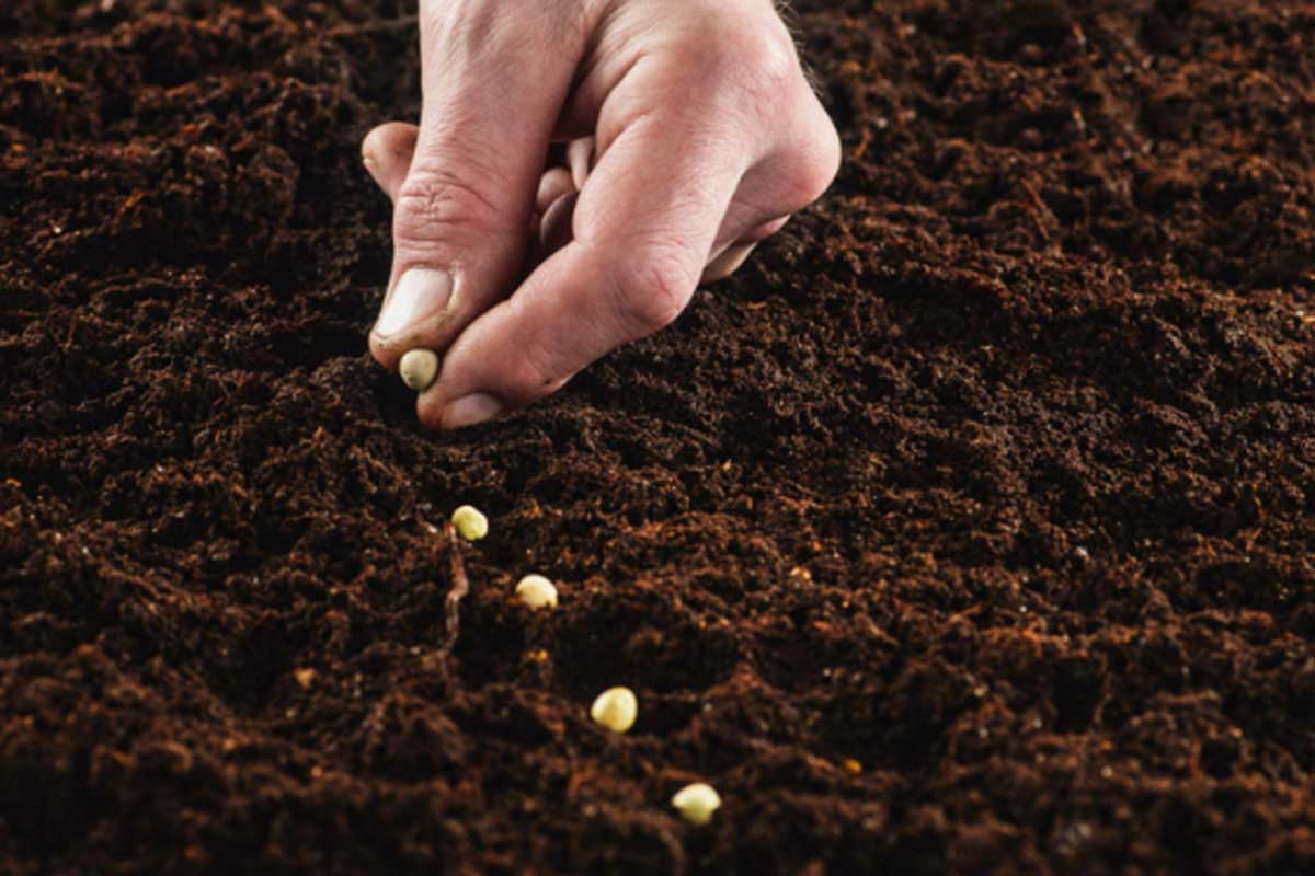 Plantas bem distribuídas, safra garantida: como alcançar a uniformidade no campo