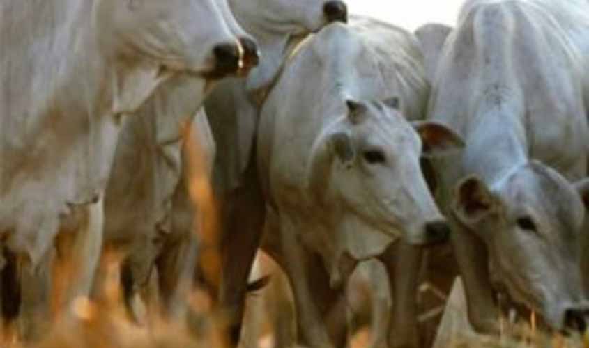 Frango tem queda no preço; carcaça suína mantém valor