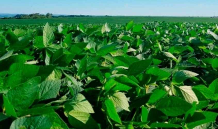 Soja e milho ficam mais caros nesta quarta-feira (24)