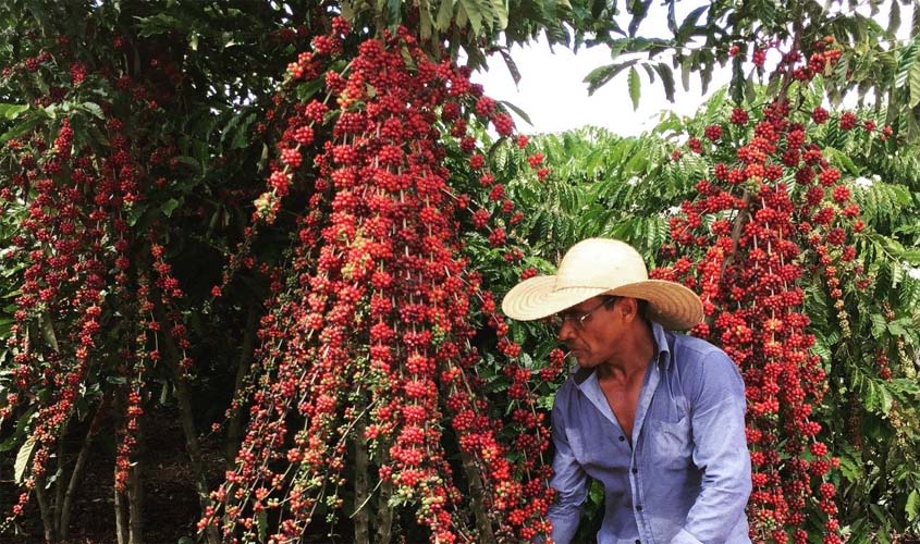 Rondônia realiza o maior concurso de café robusta do Brasil