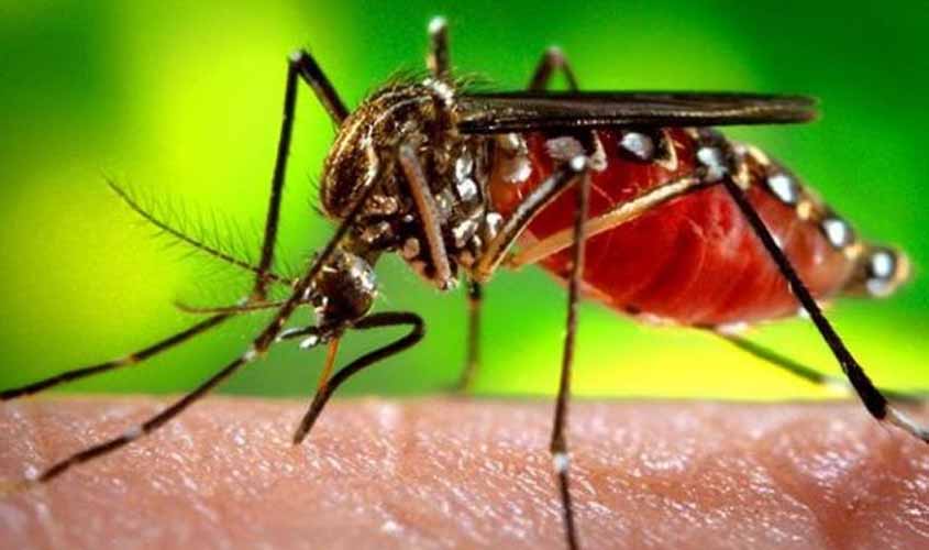 Ji-Paraná registra o menor índice de Infestação por Aedes aegypti