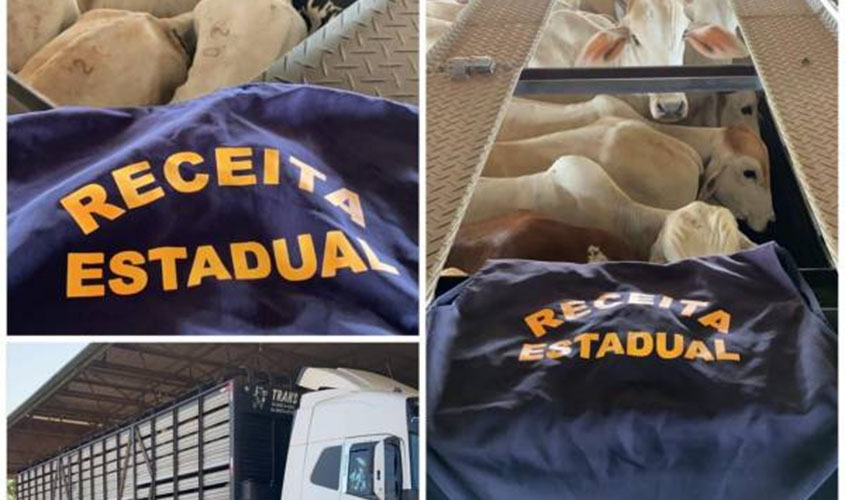 180 cabeças de gado que iam do Amazonas para São Paulo com notas fiscais irregulares são apreendidas