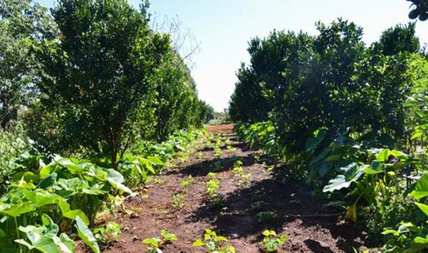 Programa de Aquisição de Alimentos tem R$ 72,9 milhões liberados pelo governo federal