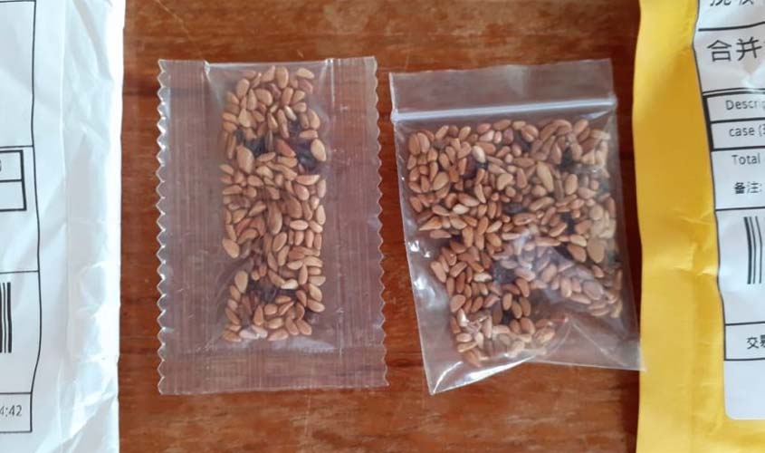 Sementes de origem desconhecida são investigadas pela Agência Agrossilvopastoril de Rondônia