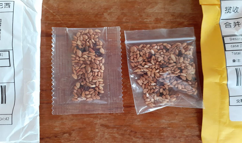 Sementes de origem desconhecida são investigadas pela Idaron