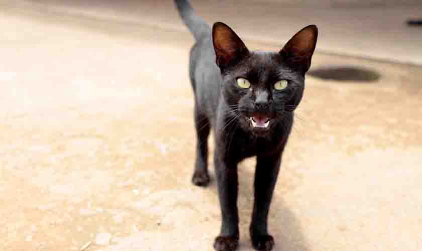 Campanha de vacinação antirrábica imuniza mais de 800 animais em Porto Velho