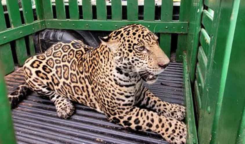 Onça-pintada capturada em área urbana é devolvida à natureza em Rondônia