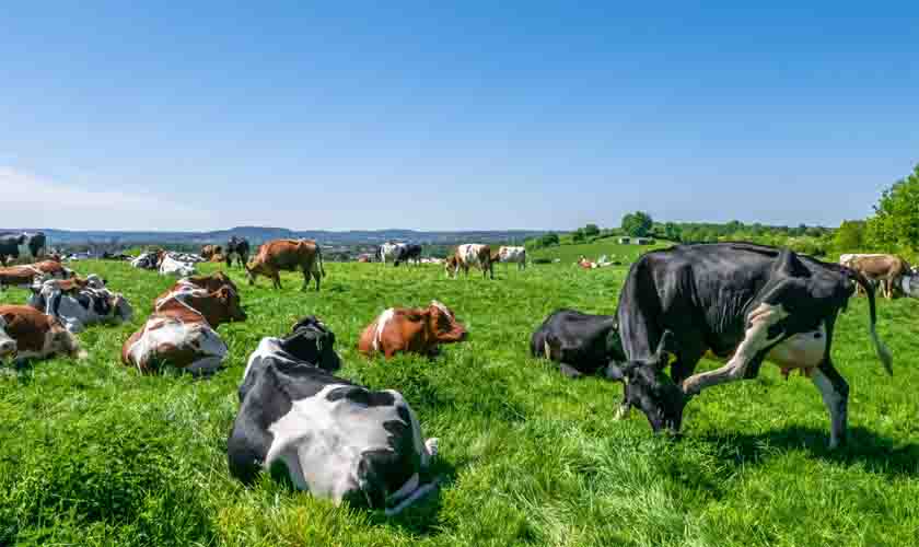 Agricultores familiares da região Norte receberam R$ 480 milhões do Basa