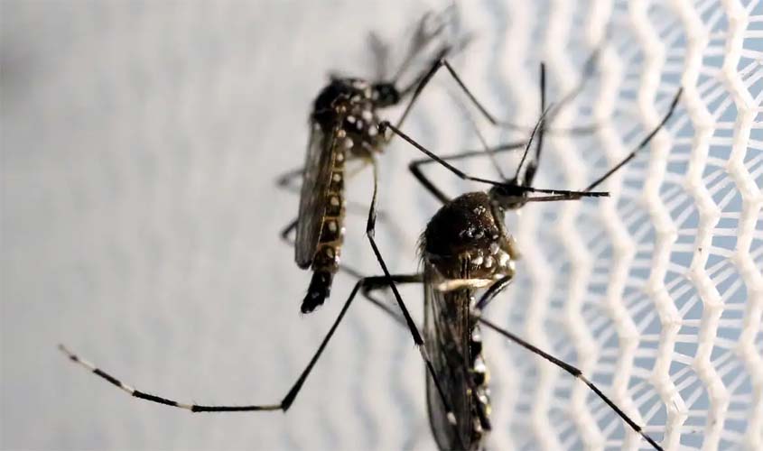 Novos casos de dengue levam Distrito Federal a decretar emergência