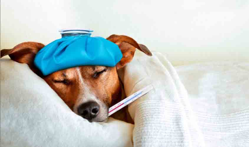 Viroses caninas no verão: como proteger os cães contra as doenças virais