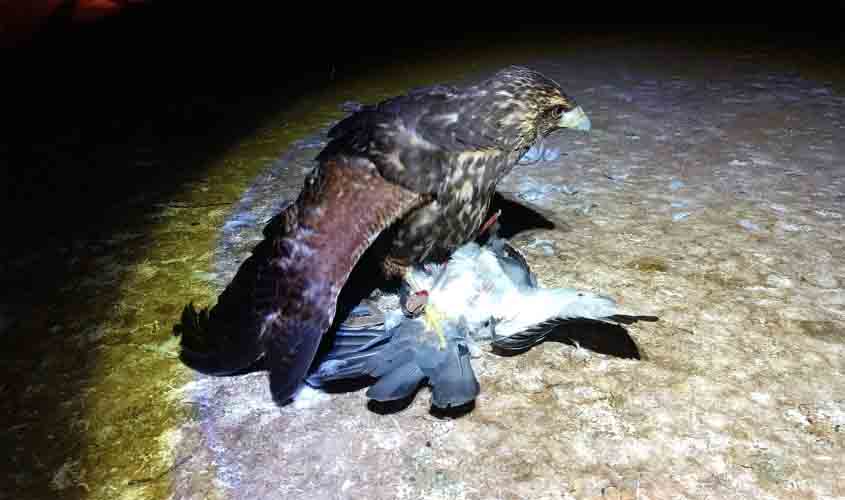Semma captura cerca de 2 mil de pombos em controle de pragas através de aves de rapina