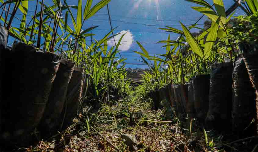 Prefeitura fortalece extrativismo sustentável com entrega de mudas no distrito de Jaci-Paraná