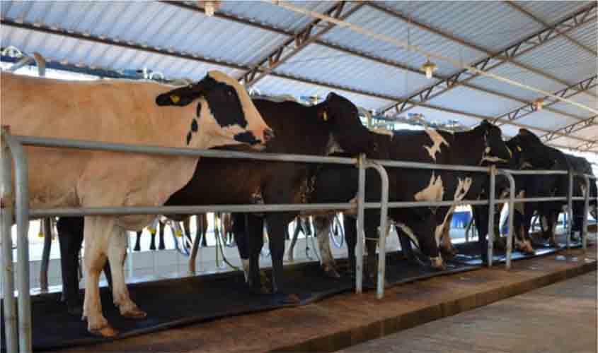 Emater detalha plano de melhoramento genético do rebanho bovino de Rondônia