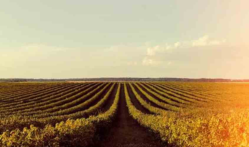 Soja em alta no Paraná