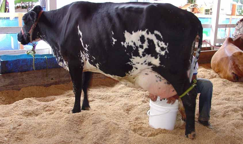 Projeto macro para pecuária leiteira prevê avanço em gestão da propriedade e uso de biotecnologias em Rondônia