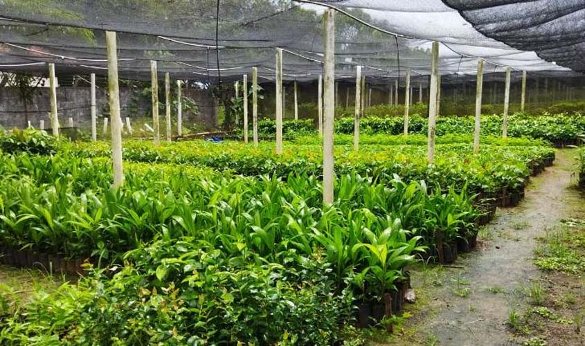 Projeto do Judiciário em parceria com 12 municípios propõe criação de viveiros para contribuir com o meio ambiente