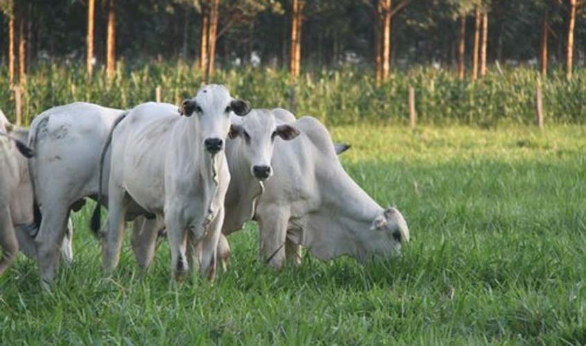 Preço do boi gordo tem alta nesta quarta-feira (25)