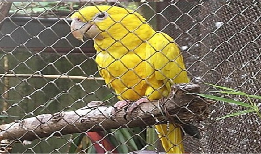 TRF2 condena Ibama a divulgar orientações sobre destinação de animais silvestres apreendidos