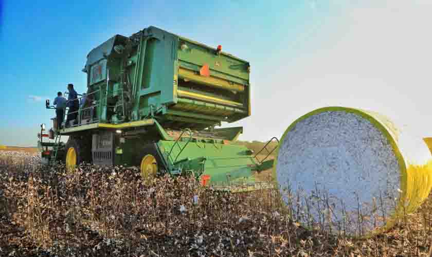 Governo de Rondônia faz abertura da colheita de algodão no Estado; cultura já ocupa cerca de 11 mil hectares