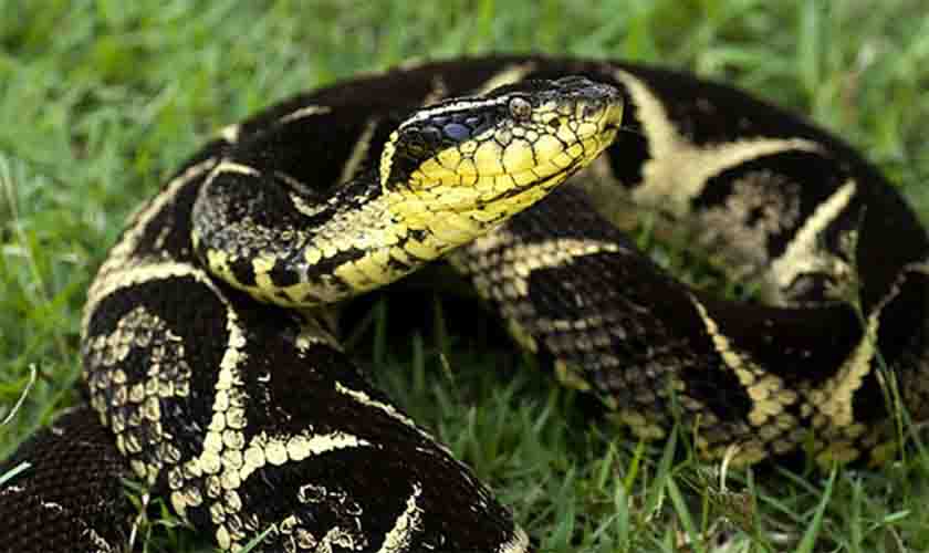 Substância em veneno de cobra jararacuçu pode inibir avanço da covid