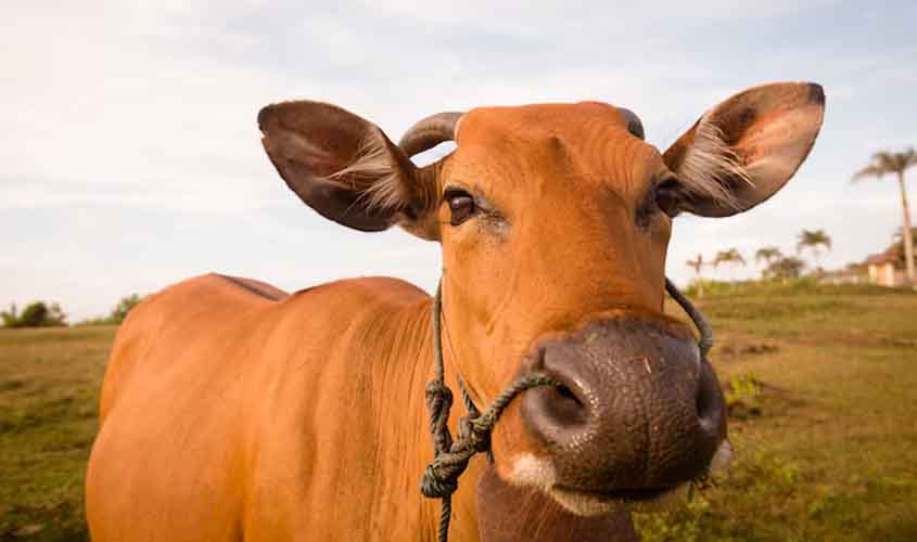 Boi gordo: confira as projeções de preço para segunda-feira (25)