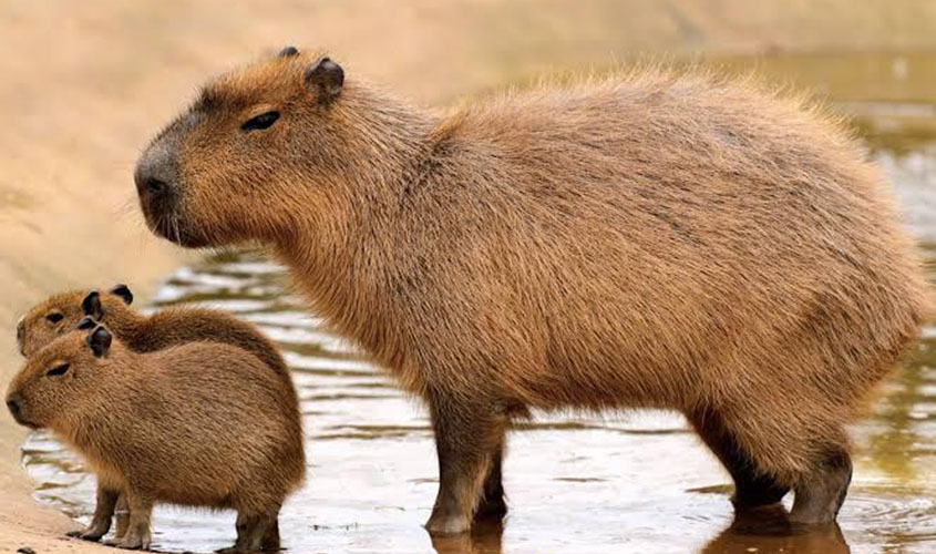 Follador pede a Ibama e Sesau para controlar a reprodução de capivaras