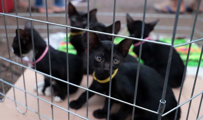 Feira de Adoção Responsável de Cães e Gatos é adiada para 26 de novembro