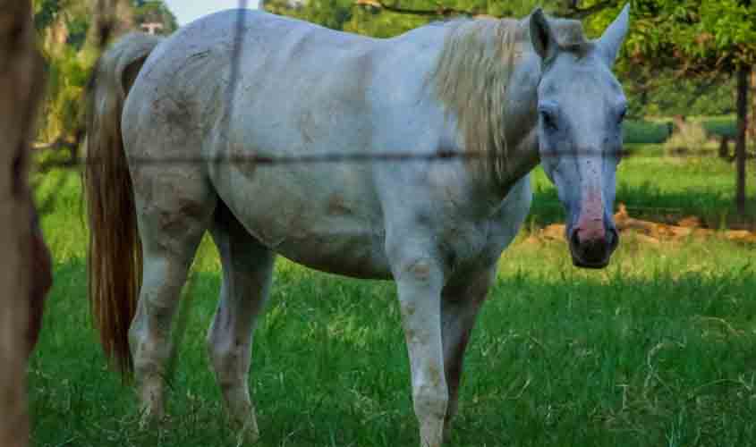 Governo e parceiros abrem inscrições para capacitação de médicos veterinários ao Programa Nacional de Sanidade dos Equídeos